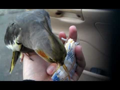 Cockatiel Eats Crackers