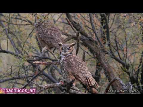 Great horned owls mating calls