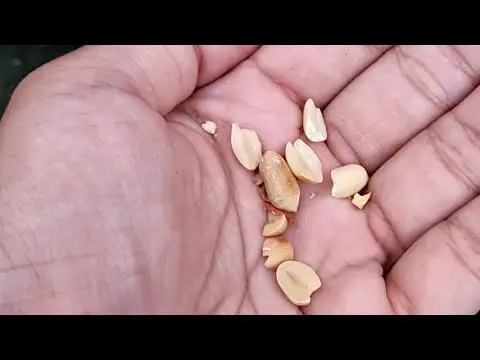 Birds eat peanuts??Check this out...|ASMR||Peanuts||budgies||Cockateils||Funnybirds|