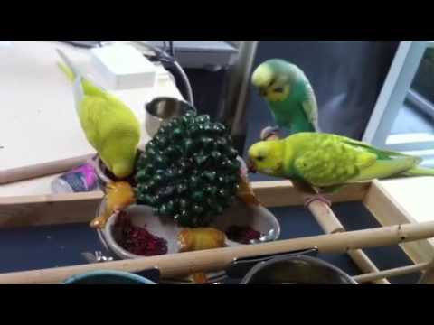 Budgies eating raspberry and strawberry mash with chia seeds