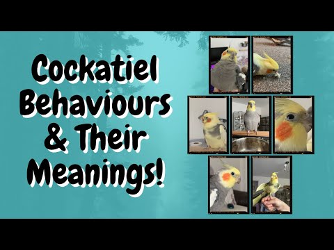 Cockatiel Behaviours and Their Meanings! | TheParrotTeacher