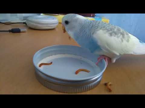 Budgie loves live mealworms