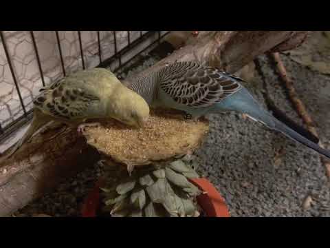 Budgies Eating Pineapple