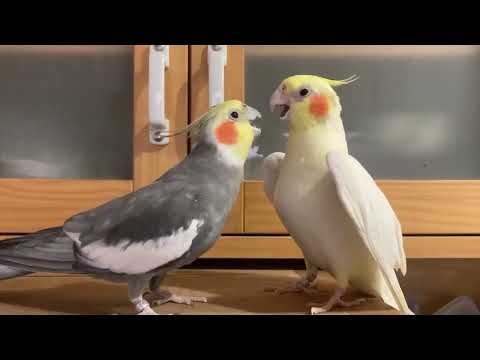 The fight between my cockatiels