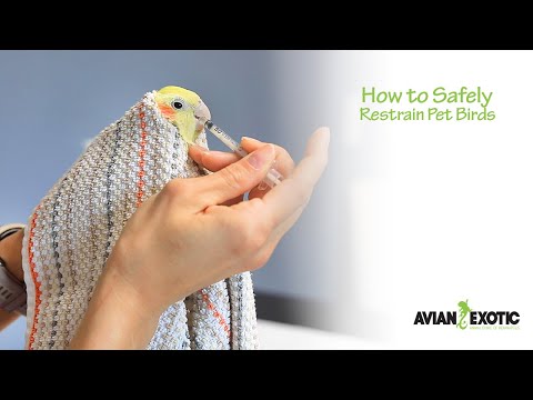 How to Safely Restrain Pet Birds