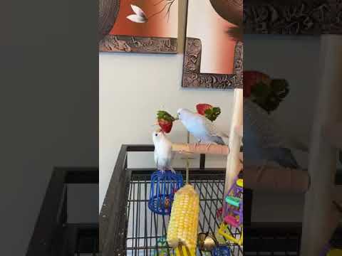 Two Budgies Eating Strawberries