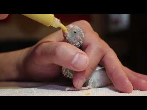 Hand feeding baby budgie with syringe