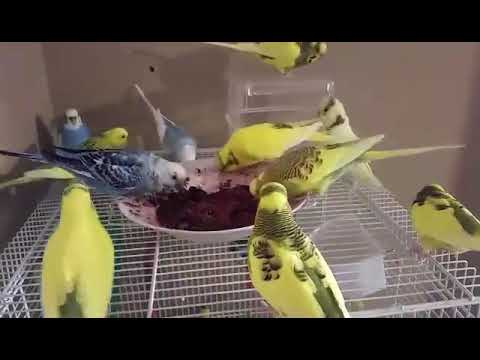 Budgies Eating Raspberries, blueberries, strawberries