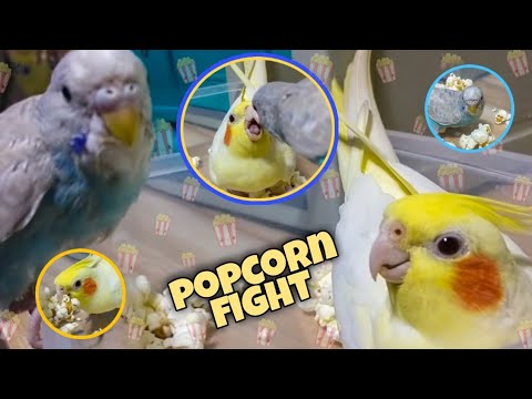 Popcorn Fight | Cockatiel and Budgie Edition