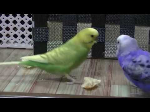 Budgie Love to eat Bread