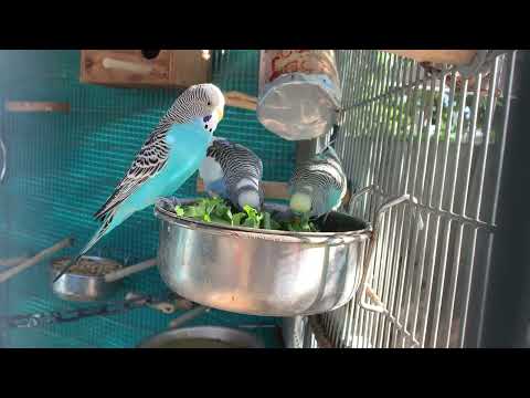 Three budgies eating kale