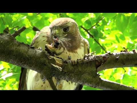 A Hawk Eats A Frog