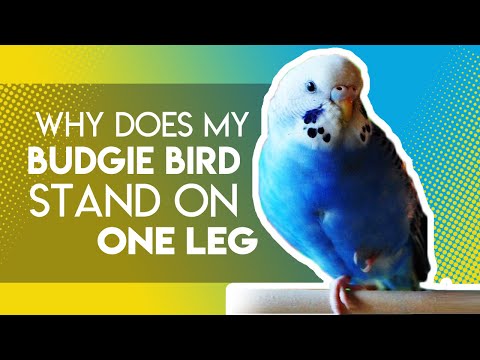 why does my budgie bird stand on one leg