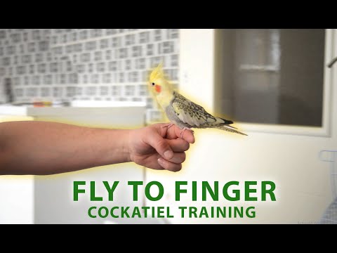 Teach your Cockatiel to Fly to You - Simple way