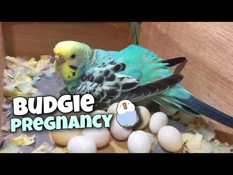 6 signs that your budgie is going to lay 𝖾𝗀𝗀𝗌