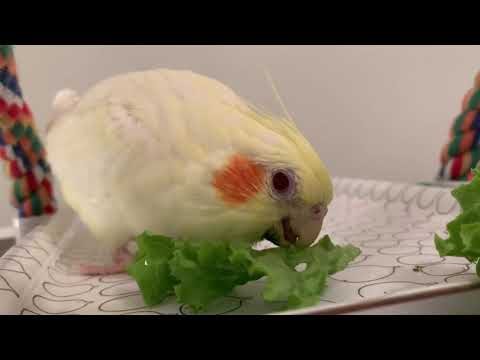 Cockatiel eating lettuce