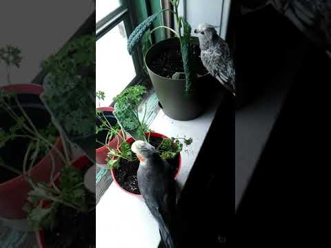 Cockatiels eating parsley and kale