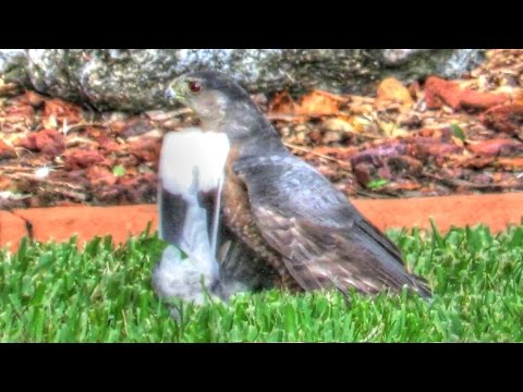 Cooper's Hawk KillsDove At Bird Feeder