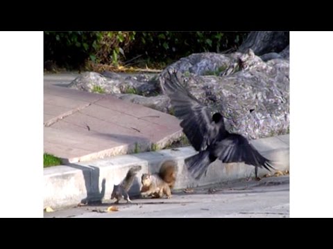 Mama Squirrel Tries to Save Blind Baby Squirrel from Crows