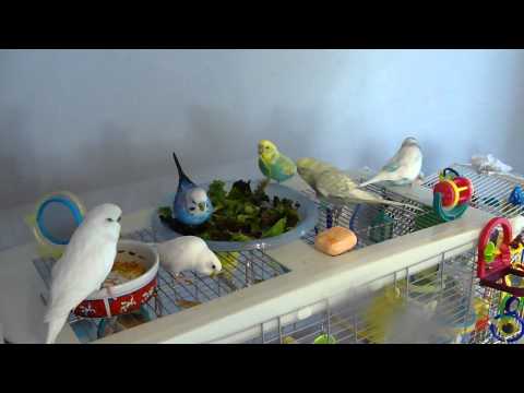 Budgies Eating Lettuce and Playing