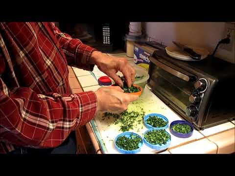 KALE PREP For BOURKE PARAKEETS - BABIES EATING KALE