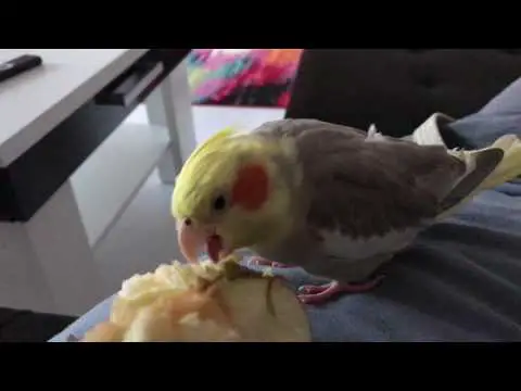 Cockatiel eating apple