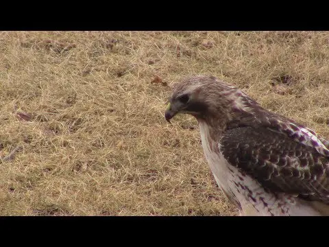 Red Tail Hawk catching and eating field mouse *warning, graphic video*