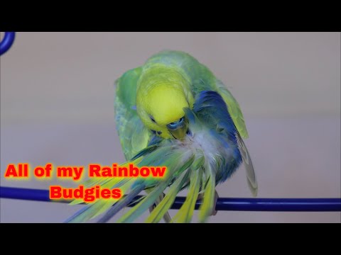 All Of My Rainbow Budgies