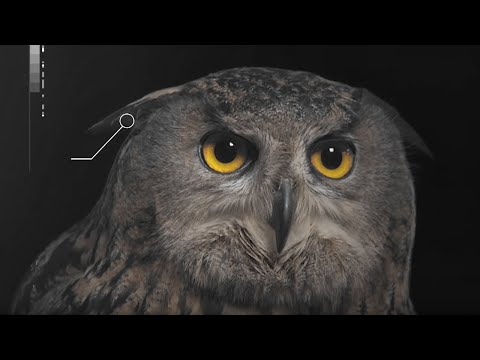 How Does an Owl's Hearing Work? | Super Powered Owls | BBC Earth