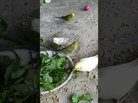 Budgies and Cocktail Eating Spinach