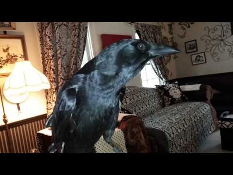 Snovember with The Talking Crow