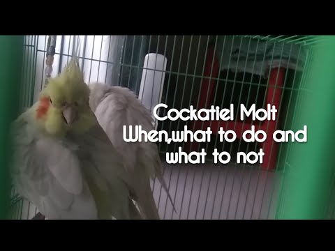 Cockatiel Molt | When,what to do and not.