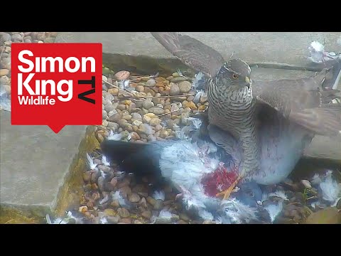 Sparrowhawk Attacks a Pigeon - Eats it Alive (High Quality)