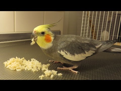 Cockatiel eating rice and cookies