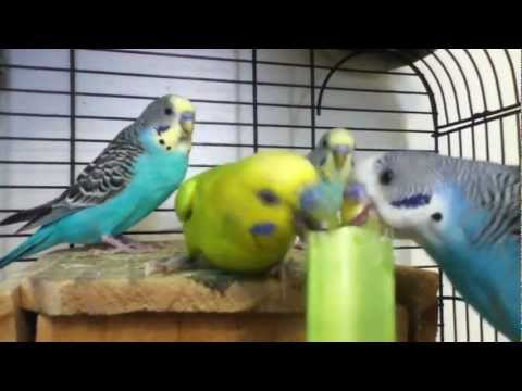 Crazy parakeets fighting over a celery.