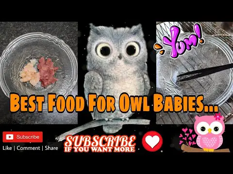 Best food for owls | owl food | burrowing owl | shaamtehd