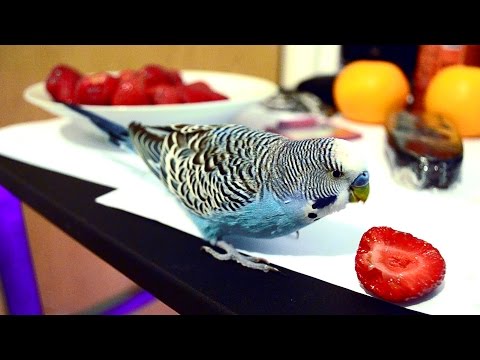 Budgie wants to eat Strawberry