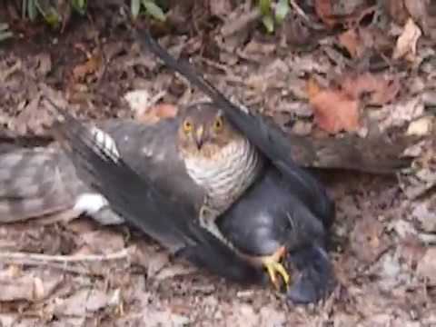 Sparrow hawk performing open heart surgery on a live crow