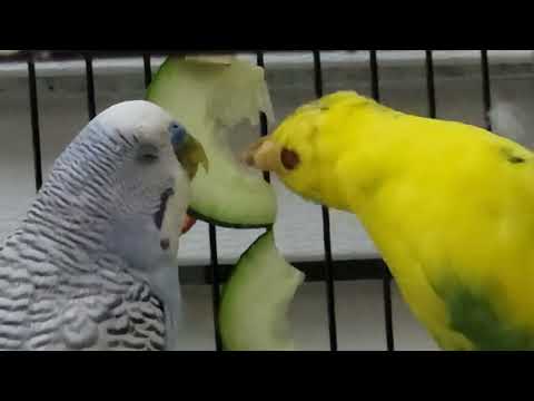 Budgies Eating Cucumber