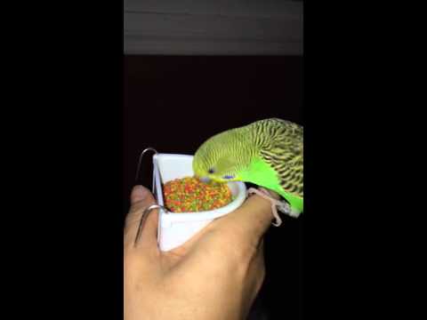 Budgie eats pellets