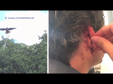 'A Real-Life Nightmare': Man Attacked by Red-Tailed Hawk in Utah