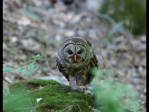 Barred Owl Eating Squirrel! Incredible Footage HD 1080p Close-up (Graphic)