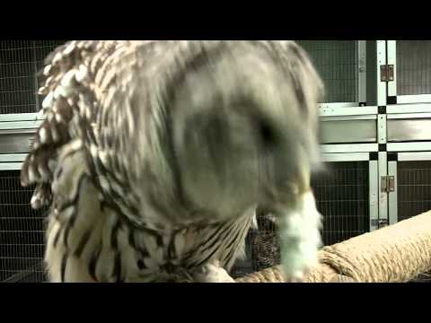 Barred Owl Eating Mouse