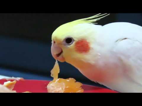 Happy the cockatiel enjoys oranges