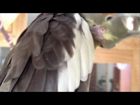 Cockatiel pulling feathers out