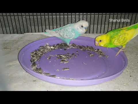 Can budgies eat sunflower seeds?