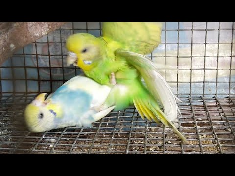 Budgies Fighting. Budgerigar/Parakeet Birds Fighting