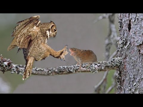 Owl vs Mouse - An awful day of Mother Mouse 2019 HD