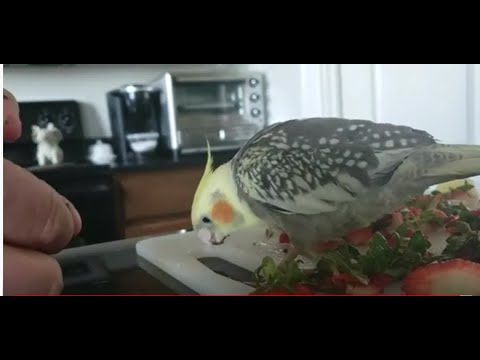 Bossy! Cockatiel Eating Strawberries