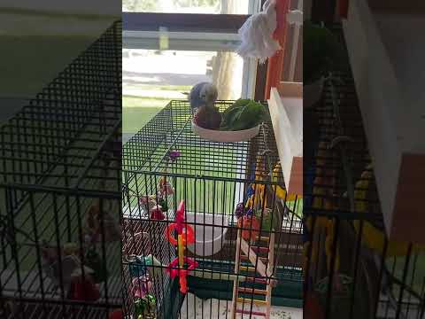 Budgie discovers his love for strawberries